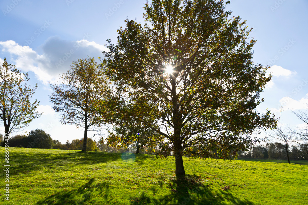 Sun through Foliage of Tree on Golf Course, Hosel, North Rhine-Westphalia, Germany Sun through Foliage of Tree on Golf Course, Hosel, North Rhine-Westphalia, Germany