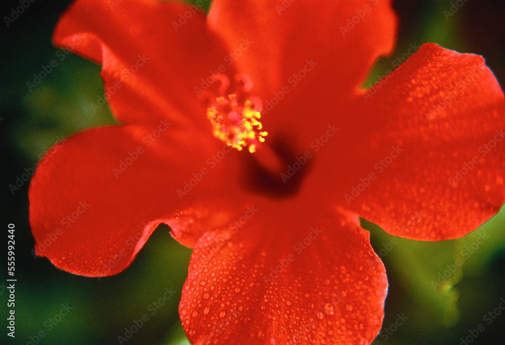 Close-Up of Red Hibiscus Close-Up of Red Hibiscus