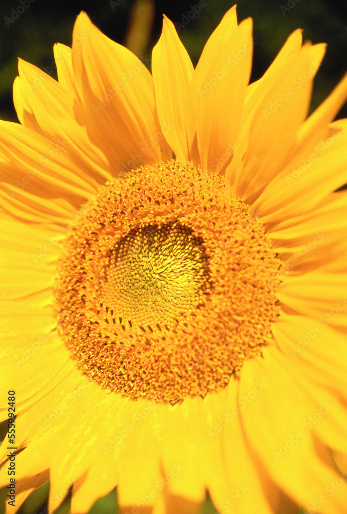 Close-Up of Sunflower Close-Up of Sunflower