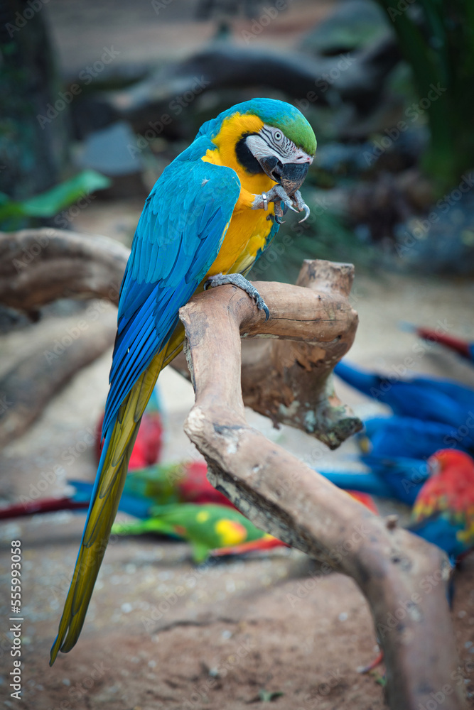 Macaw Bird 1