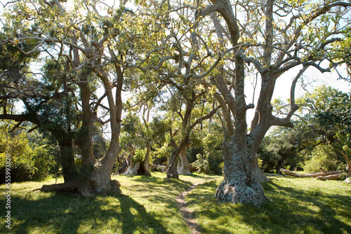 Ombu Tree, Cabo Polonio, Uruguay photo