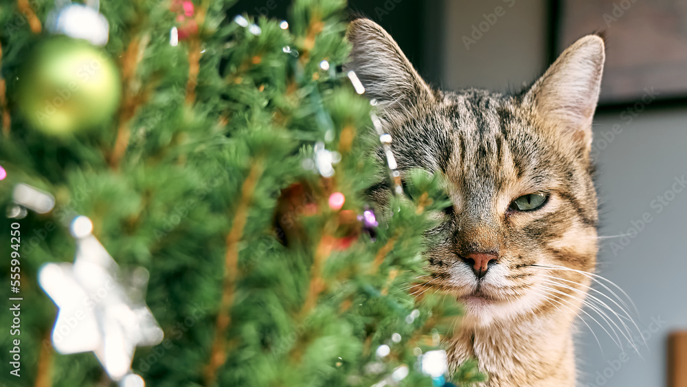 Cute tabby cat peeking out from behind a christmas tree. Pet with christmas ornaments. Happy winter holidays. Concept of New Year and Merry Christmas.