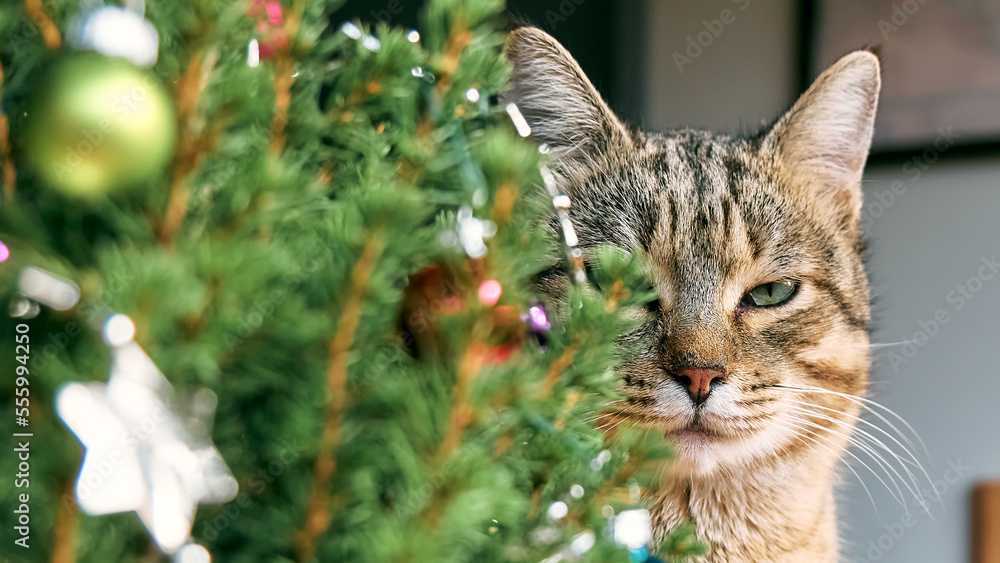 Obraz premium Cute tabby cat peeking out from behind a christmas tree. Pet with christmas ornaments. Happy winter holidays. Concept of New Year and Merry Christmas.