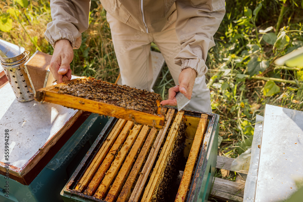 Close up shot above hive inside full of frames with honeycomb and bees. Apriculture sericulture concept. Close up shot above hive inside full of frames with honeycomb and bees. Apriculture sericulture concept.