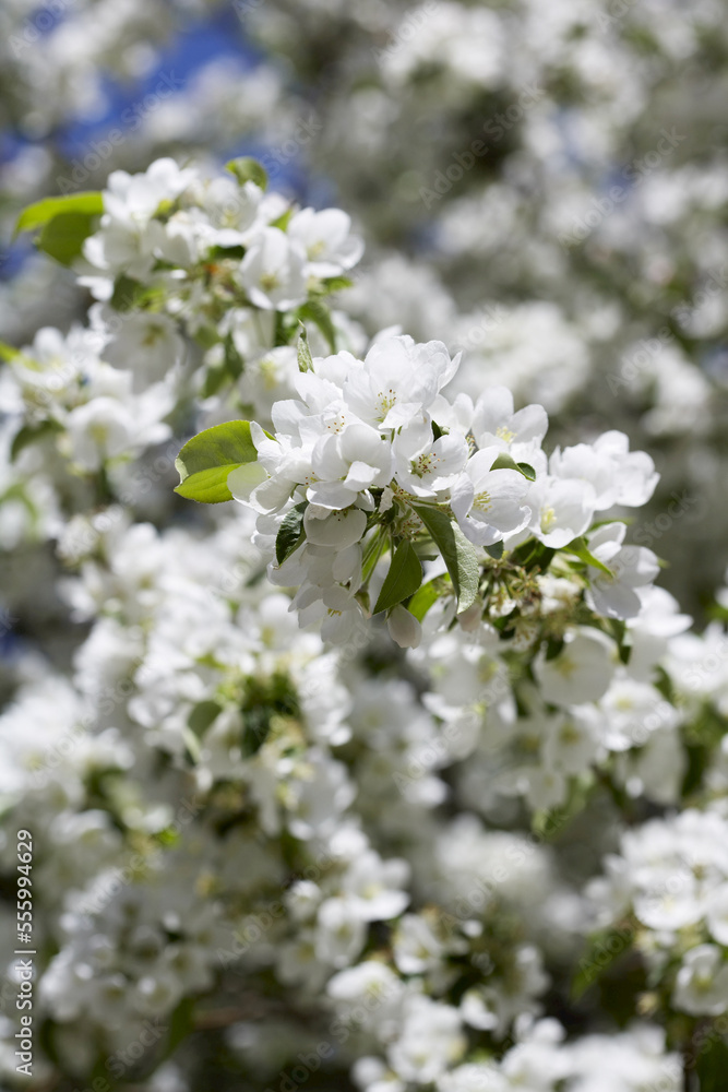 Tree Blossoming in Spring, Toronto, Ontario, Canada Tree Blossoming in Spring, Toronto, Ontario, Canada