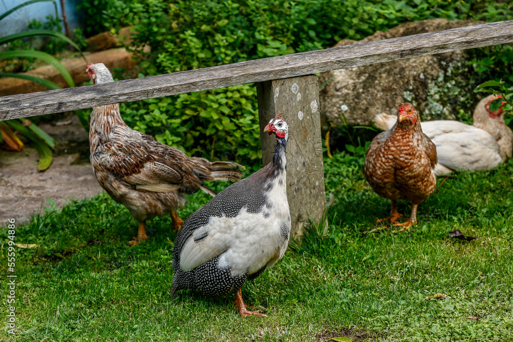Chickens and helmeted guineafowl on yard Chickens and helmeted guineafowl on yard