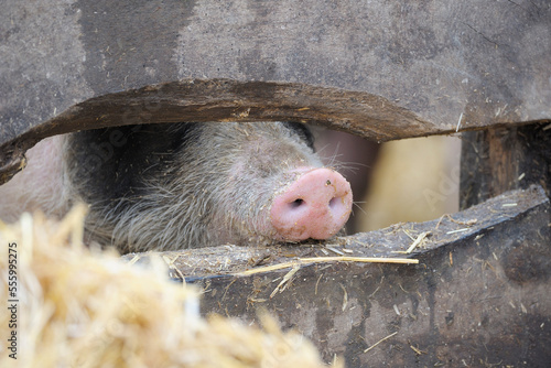 Piglet's Nose Poking Through Wooden Fence, Baden-Wurttemberg, Germany photo