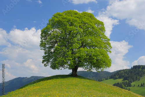 Lime Tree on Top of Hill, Canton of Zurich, Switzerland