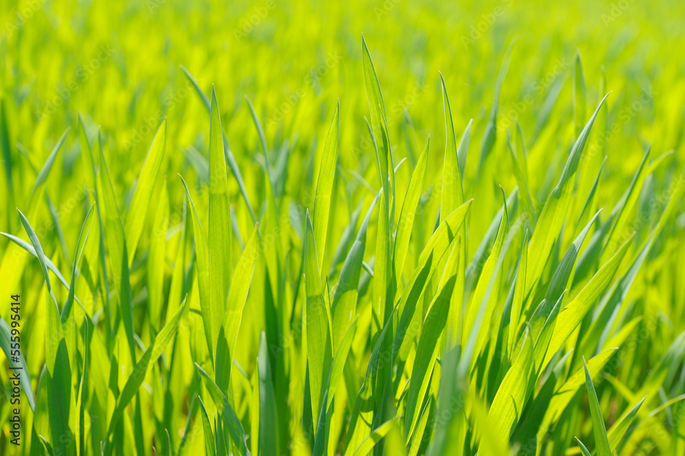 Close-up of Young Corn Field in Spring Close-up of Young Corn Field in Spring