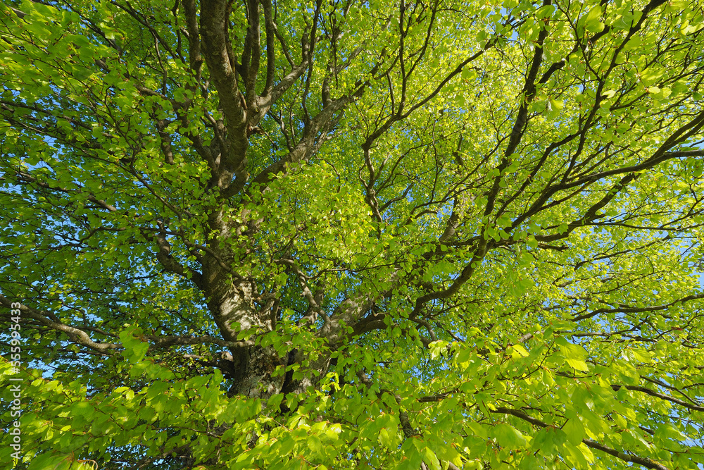 Close-up of Beech Tree Branches in Spring Close-up of Beech Tree Branches in Spring