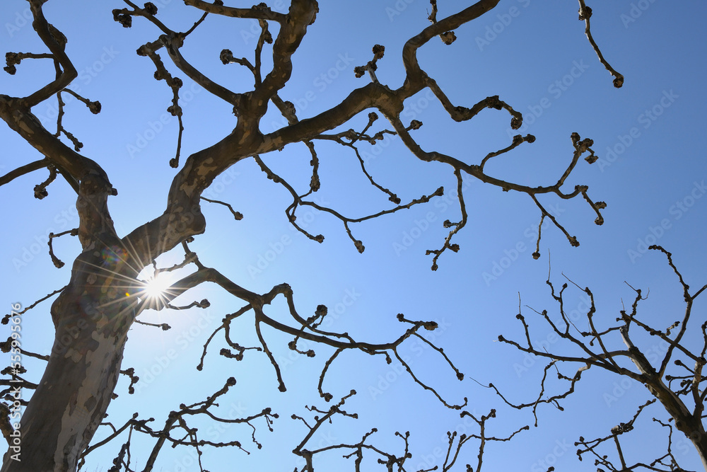 Platanus Tree, Darmstadt, Hesse, Germany Platanus Tree, Darmstadt, Hesse, Germany