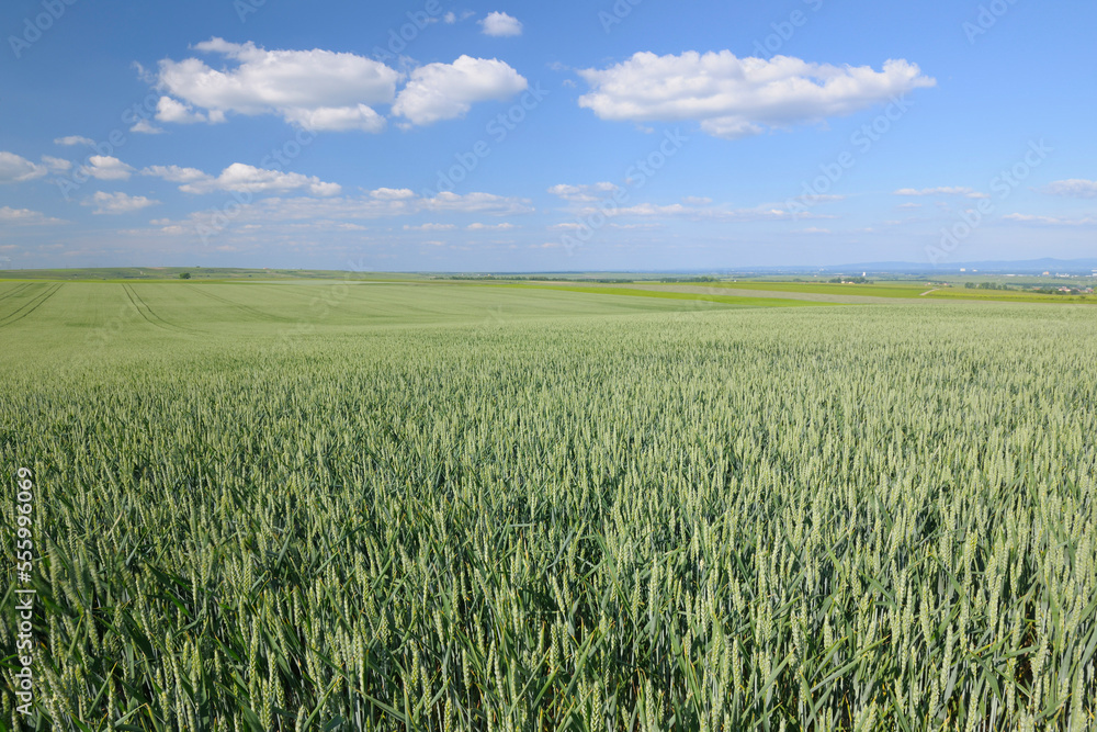 Corn Field, Alzey, Alzey-Worms, Rhineland-Palatinate, Germany Corn Field, Alzey, Alzey-Worms, Rhineland-Palatinate, Germany