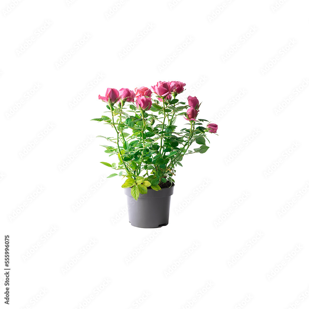 Pink potted roses isolated on white background. Home gardening concept.