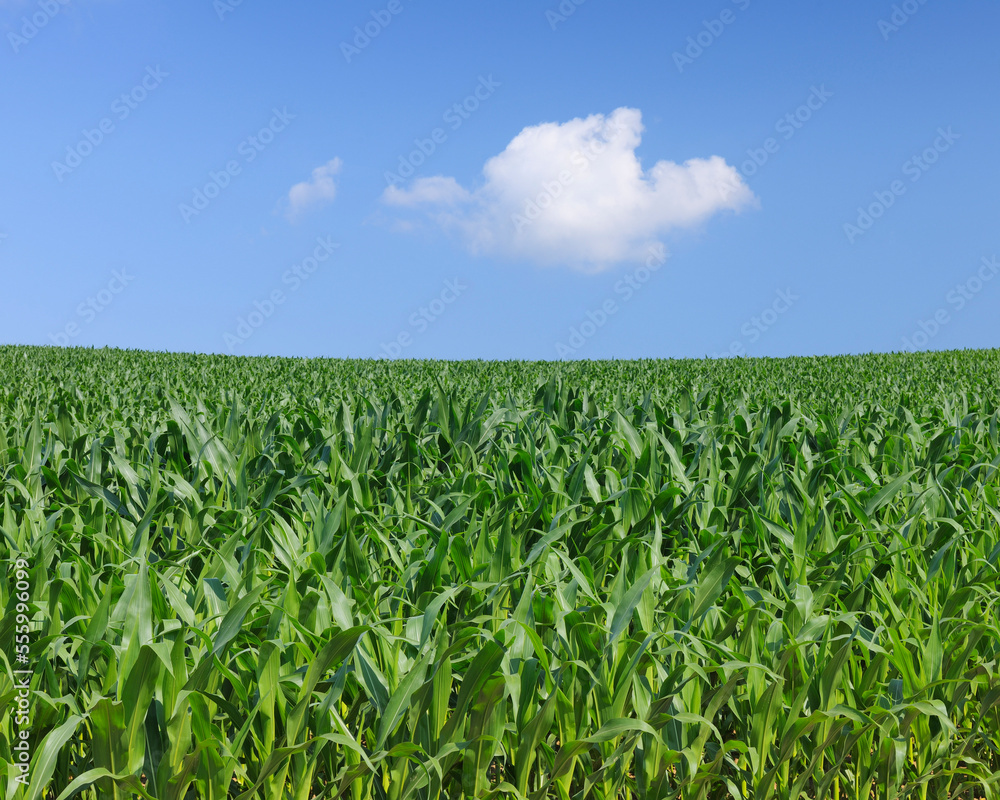 Corn, Franconia, Bavaria, Germany Corn, Franconia, Bavaria, Germany