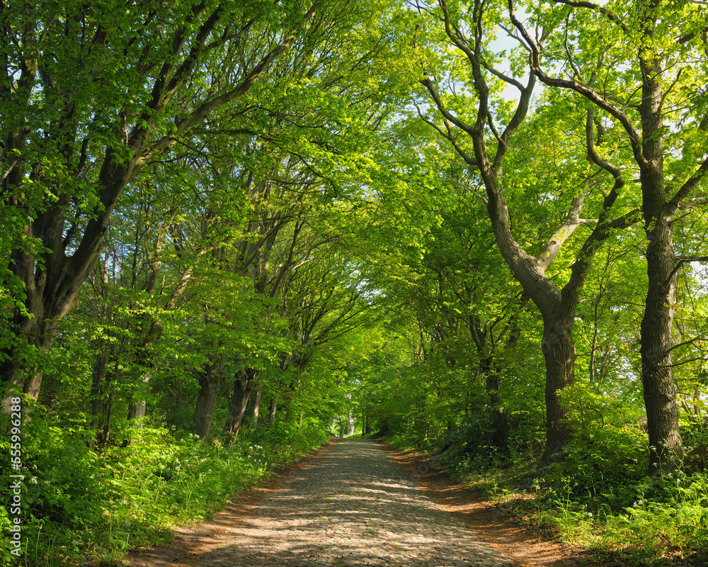 Path, Island of Ruegen, Mecklenburg, Mecklenburg-Vorpommern, Germany