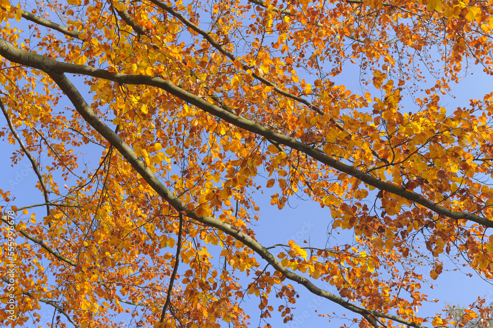 Beech Tree in Autumn, Spessart, Bavaria, Germany Beech Tree in Autumn, Spessart, Bavaria, Germany