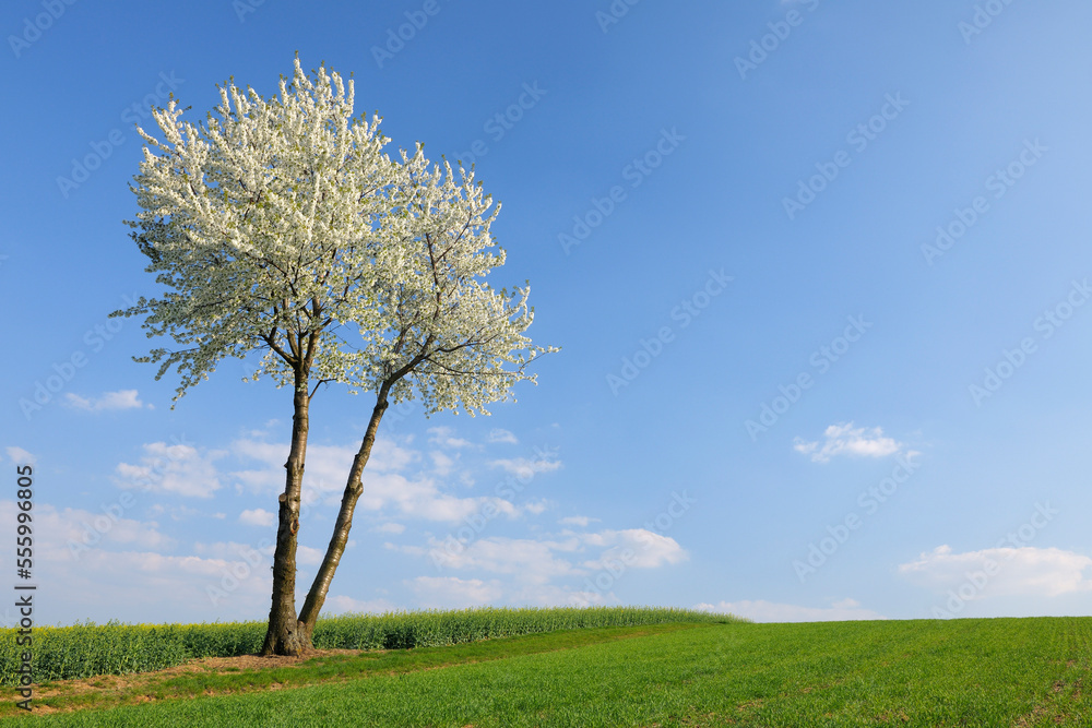 Blooming Cherry Tree in Field, Bavaria, Germany Blooming Cherry Tree in Field, Bavaria, Germany