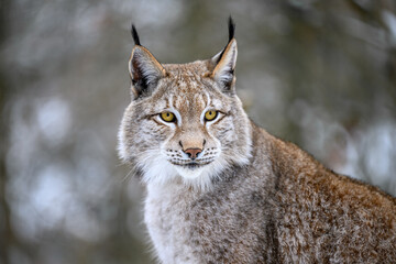 Sierkussen Lynx Lynx aan besneeuwde bosrand  © Martin