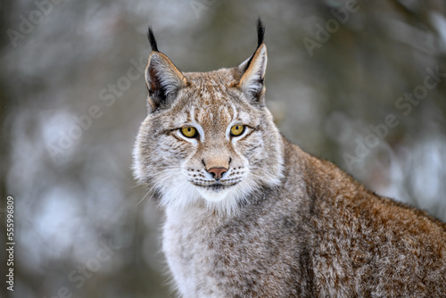 A lynx at the edge of the forest inspects the newly fallen snow. photo