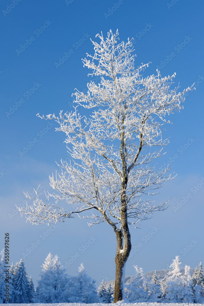 Snow Covered Tree, Wasserkuppe, Rhon Mountains, Hesse, Germany