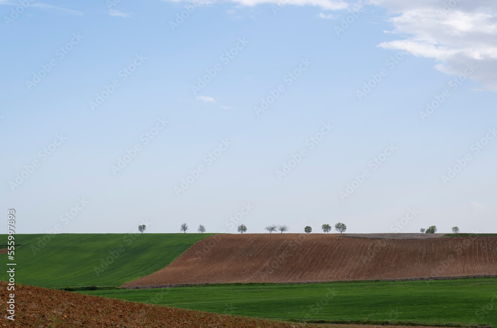 fields of cereal crops beginning to sprout next to other fallow plowed fields, a few trees in the distance on the horizon line, copy space, horizontal