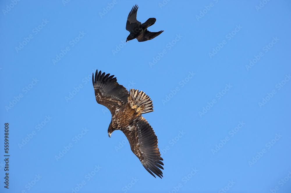 White-Tailed Eagle and Raven, Kvaloy, Malangen, Troms, Norway White-Tailed Eagle and Raven, Kvaloy, Malangen, Troms, Norway