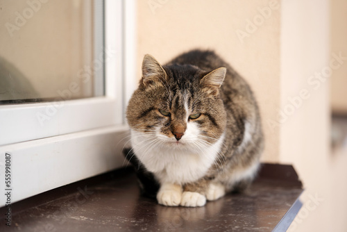 Fototapeta Naklejka Na Ścianę i Meble -  Colored fluffy cat sitting on a window sill outside. 