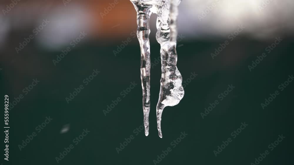 Icicle melts and water drips on the dark background and it snows. Icicle melts and water drips on the dark background and it snows.