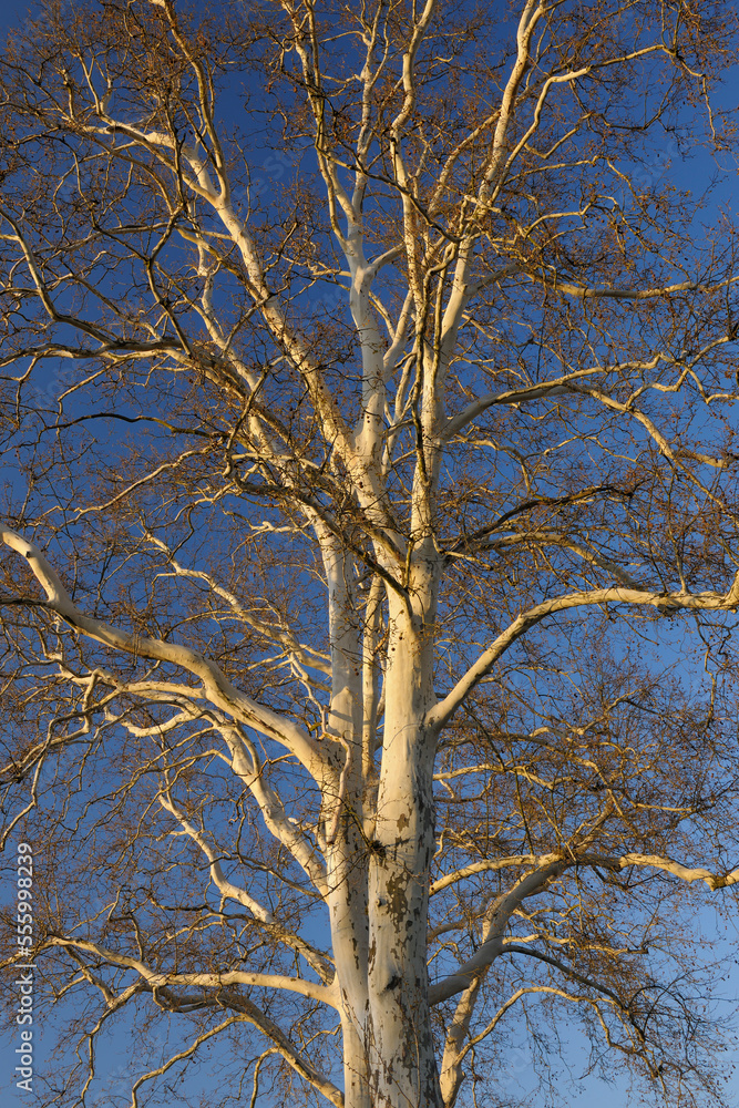 Sycamore Tree, Aschaffenburg, Franconia, Bavaria, Germany Sycamore Tree, Aschaffenburg, Franconia, Bavaria, Germany