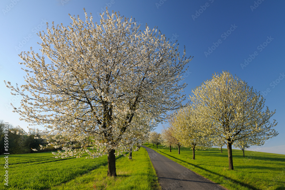 Path and Cherry Trees, Moembris, Aschaffenburg, Franconia, Bavaria, Germany Path and Cherry Trees, Moembris, Aschaffenburg, Franconia, Bavaria, Germany