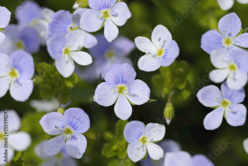 Veronica Officinalis, Allgau, Bavaria Germany