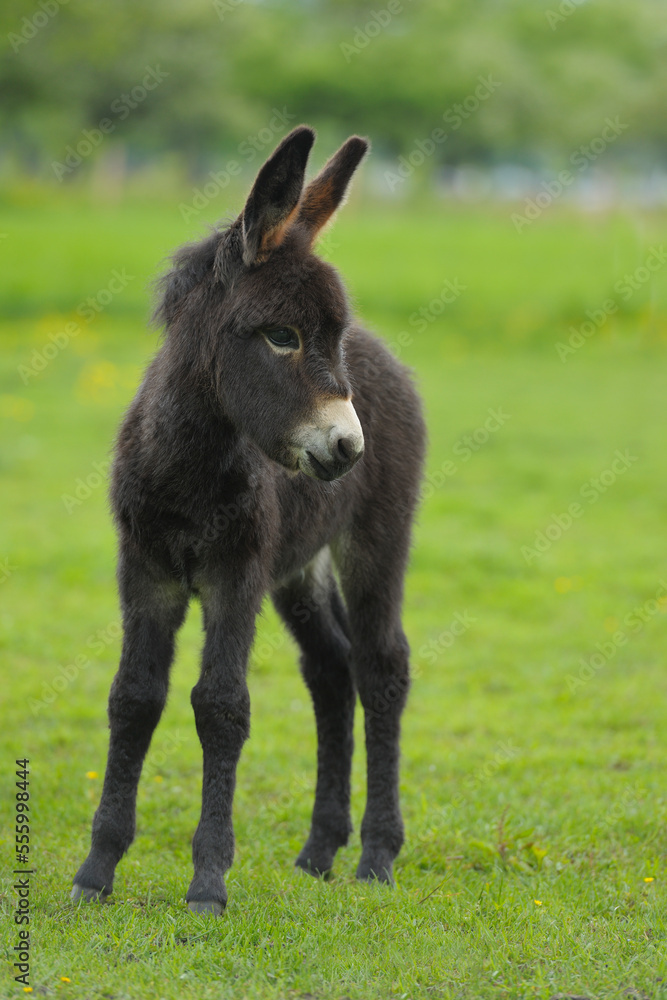 Young Donkey in Meadow, Baden-Wurttemberg, Germany Young Donkey in Meadow, Baden-Wurttemberg, Germany