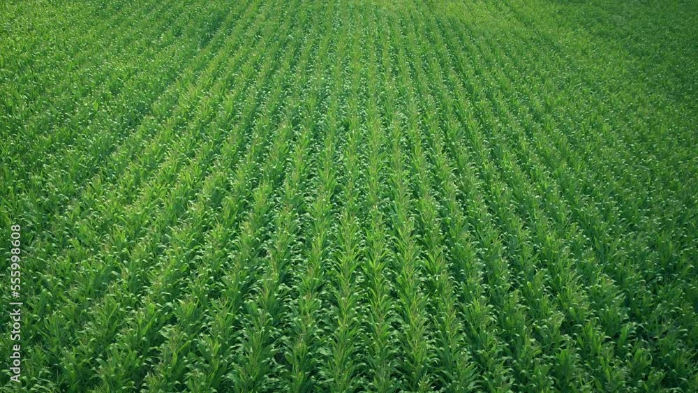 High Up Over Corn Field Farming Landscape
High Up Over Corn Field Farming Landscape