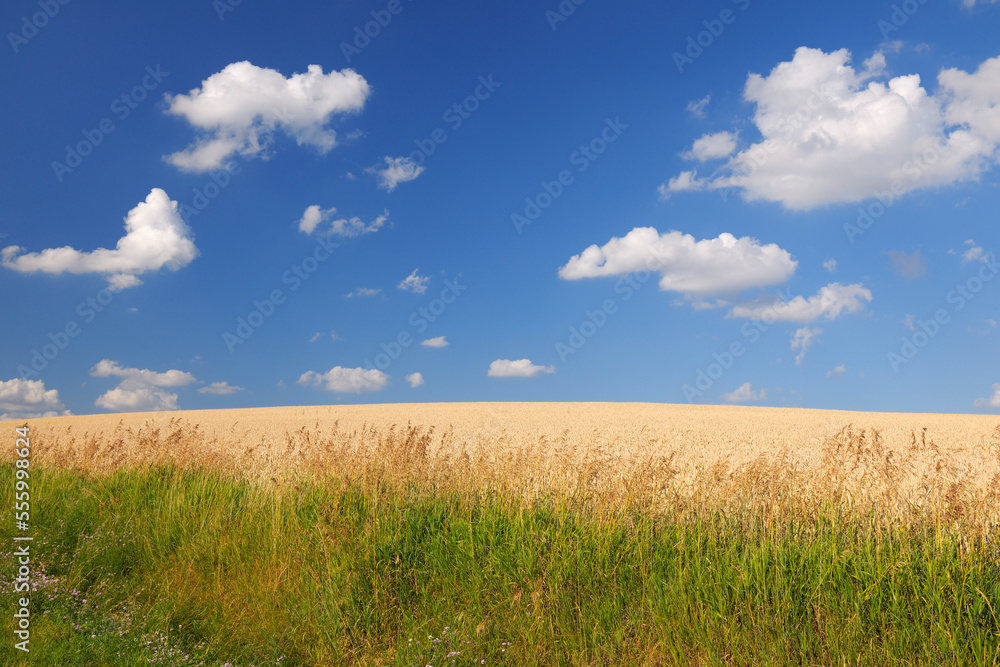Wheat Field, Marktheidenfeld, Franconia, Bavaria, Germany Wheat Field, Marktheidenfeld, Franconia, Bavaria, Germany