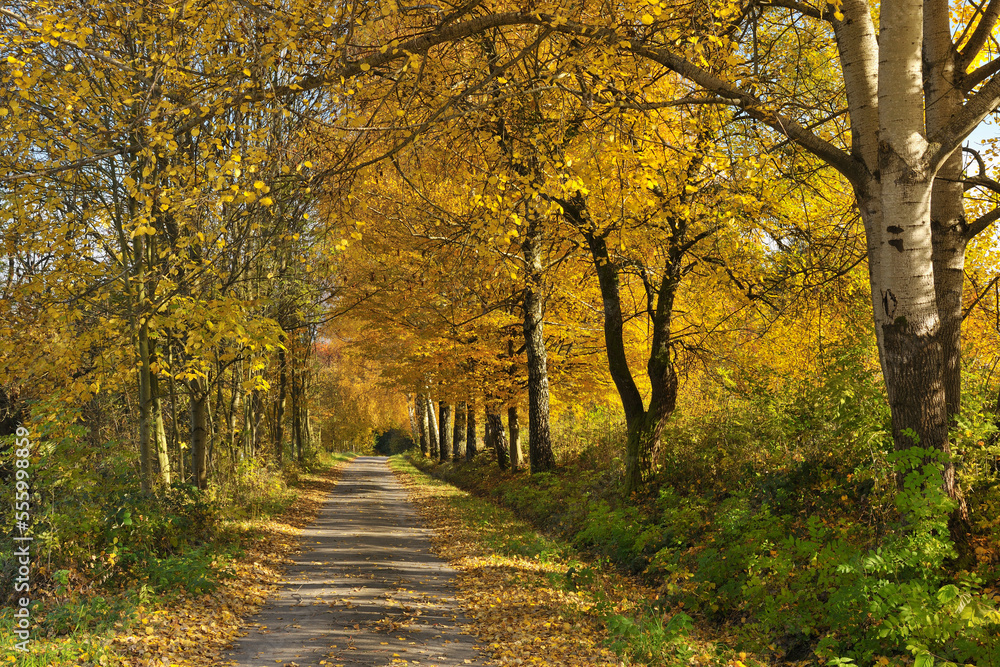 Path, Cottonwood Trees, Lindenfels, Bergstrasse District, Odenwald, Hesse, Germany