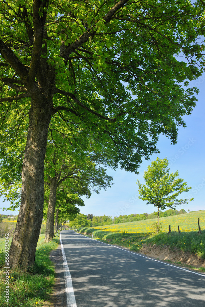 Tree Lined Road, Wissinghausen, Medebach, Hochsauerland, North Rhine-Westphalia, Germany Tree Lined Road, Wissinghausen, Medebach, Hochsauerland, North Rhine-Westphalia, Germany