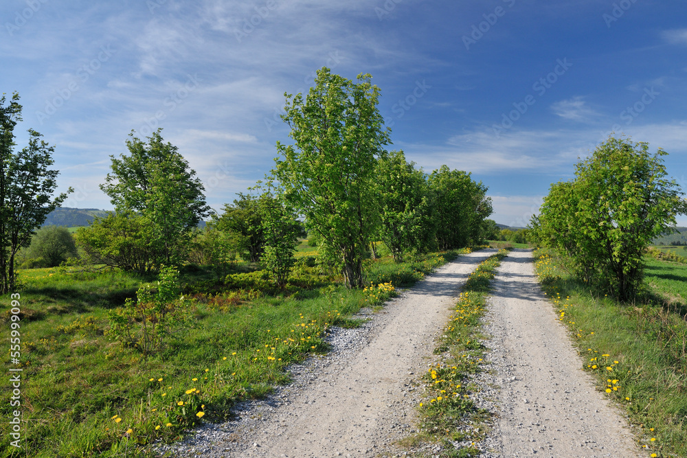 Dirt Road, Usseln, Willingen, Waldeck-Frankenberg, Hesse, Germany Dirt Road, Usseln, Willingen, Waldeck-Frankenberg, Hesse, Germany
