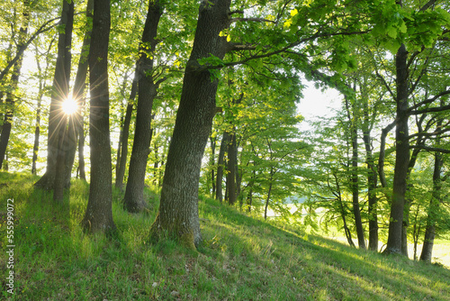 Forest, Diemelsee, Waldeck-Frankenberg, Hesse, Germany photo