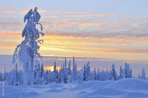 Snow Covered Tree at Sunset, Nissi, Northern Ostrobothnia, Finland photo