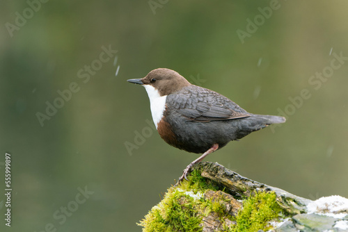 Dipper in a cold winter day