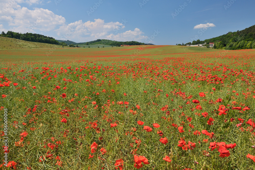 Red Poppies, Blankenburg, Harz, Saxony-Anhalt, Germany Red Poppies, Blankenburg, Harz, Saxony-Anhalt, Germany