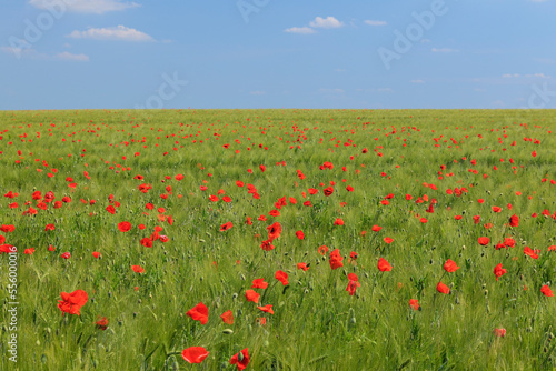 Red Poppies in Field of Grain, Blankenburg, Harz, Saxony-Anhalt, Germany photo