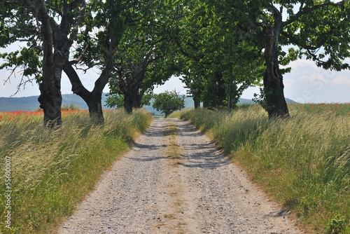 Path, Blankenburg, Harz, Saxony-Anhalt, Germany