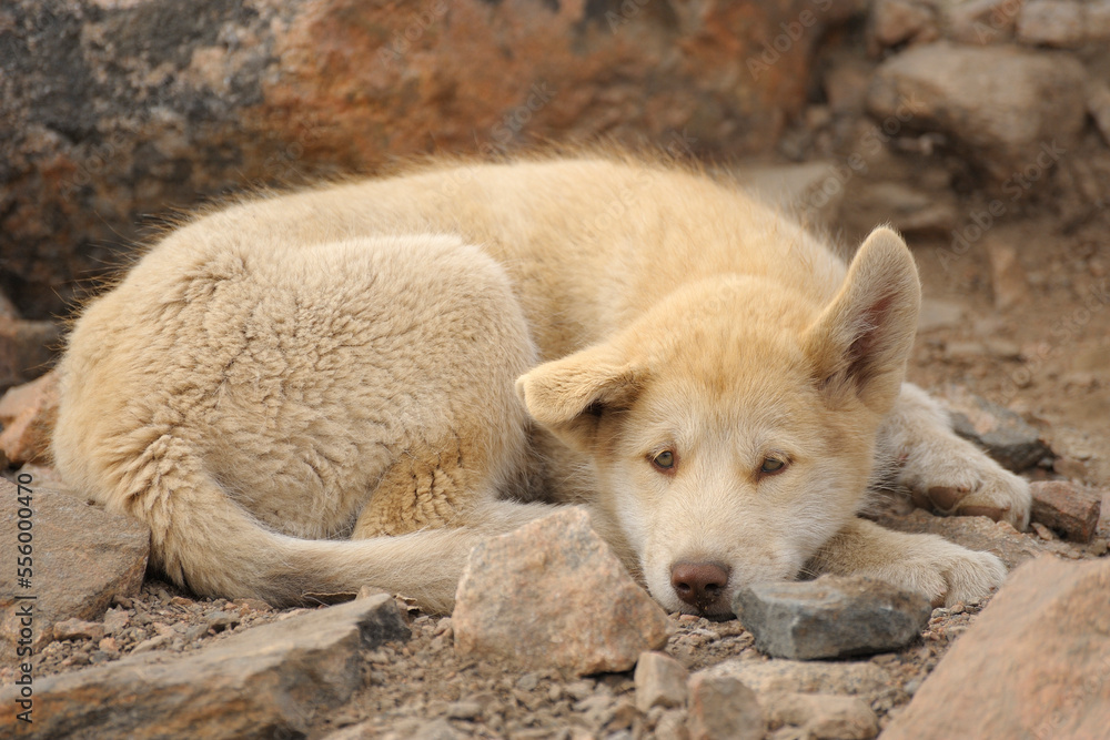 Young Sled Dog, Ittoqqortoormiit, Scoresbysund, Sermersooq Municipality, Greenland Young Sled Dog, Ittoqqortoormiit, Scoresbysund, Sermersooq Municipality, Greenland
