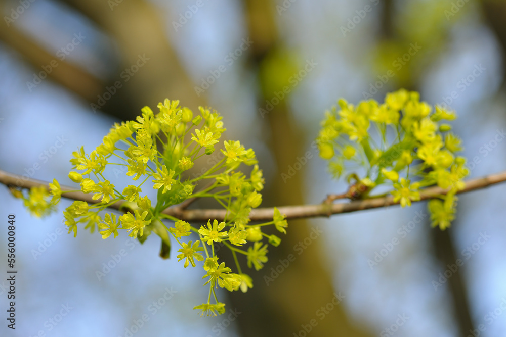 Maple Tree Blossom, Aschaffenburg, Bavaria, Germany Maple Tree Blossom, Aschaffenburg, Bavaria, Germany