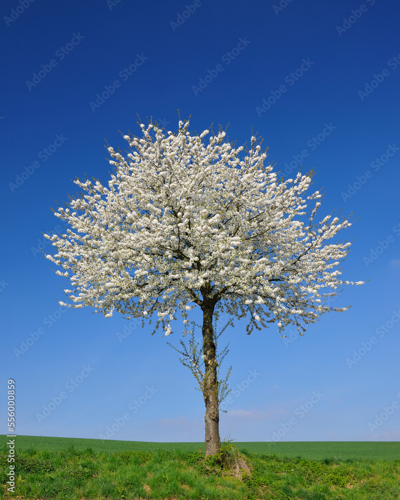 Cherry Tree in Bloom, Wenigumstadt, Aschaffenburg, Franconia, Bavaria, Germany Cherry Tree in Bloom, Wenigumstadt, Aschaffenburg, Franconia, Bavaria, Germany