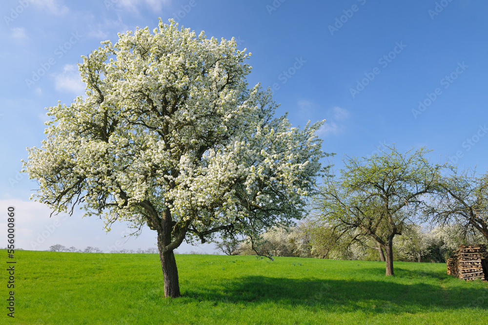 Pear Tree, Wenigumstadt, Aschaffenburg, Franconia, Bavaria, Germany Pear Tree, Wenigumstadt, Aschaffenburg, Franconia, Bavaria, Germany