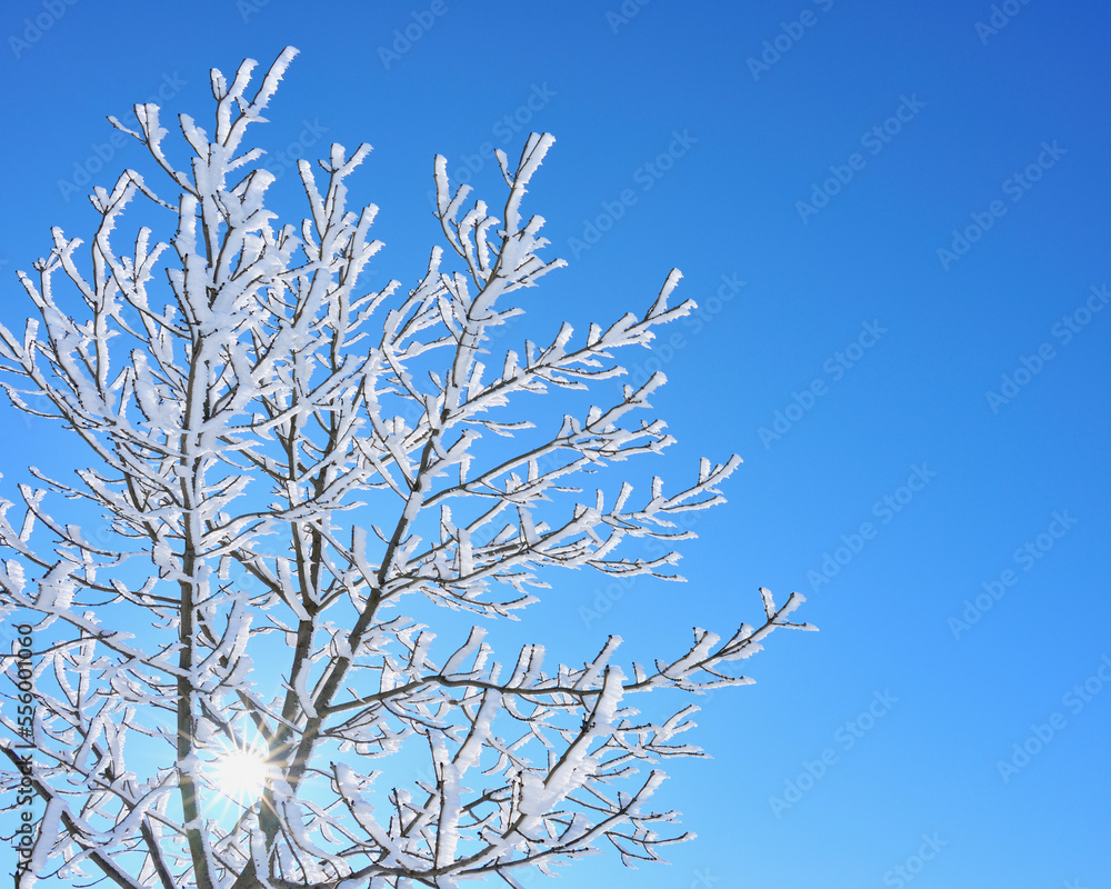 Snow Covered Maple Tree with Sun, Wustensachsen, Rhon Mountains, Hesse, Germany Snow Covered Maple Tree with Sun, Wustensachsen, Rhon Mountains, Hesse, Germany