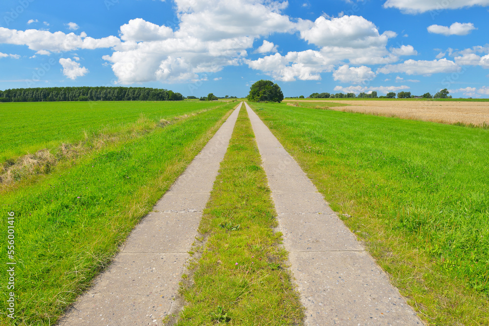 Path through Fields in the Summer, Toenning, Kating, Schleswig-Holstein, Germany Path through Fields in the Summer, Toenning, Kating, Schleswig-Holstein, Germany
