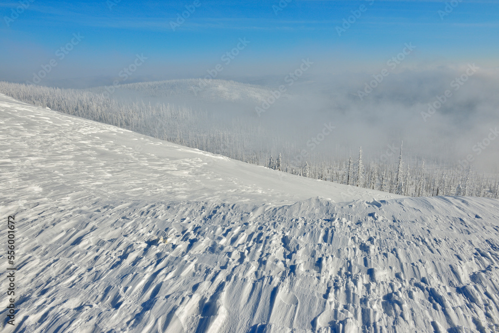 Snow Covered Conifer Forest in the Winter, Grafenau, Lusen, National Park Bavarian Forest, Bavaria, Germany Snow Covered Conifer Forest in the Winter, Grafenau, Lusen, National Park Bavarian Forest, Bavaria, Germany